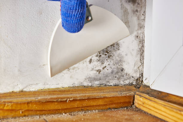 Best Comprehensive Air Testing for Mold Contaminants  in Centerport, NY